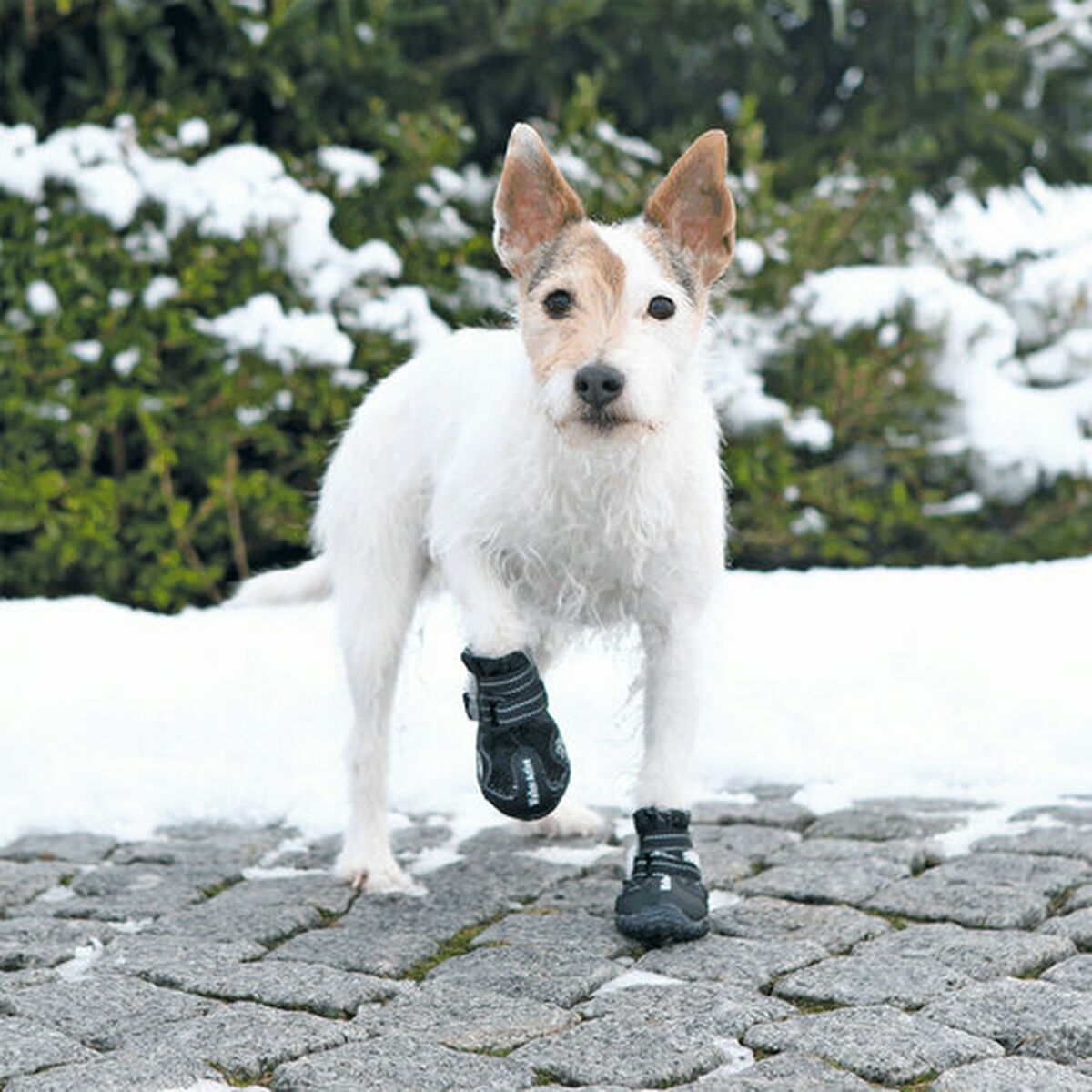 Botas Trixie Preto